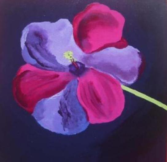 Hibiscus X
